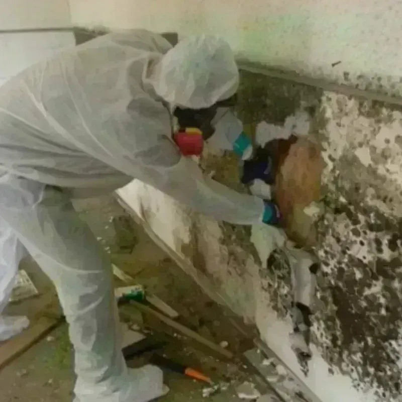 Mold Remediation and Removal in Stark County, OH